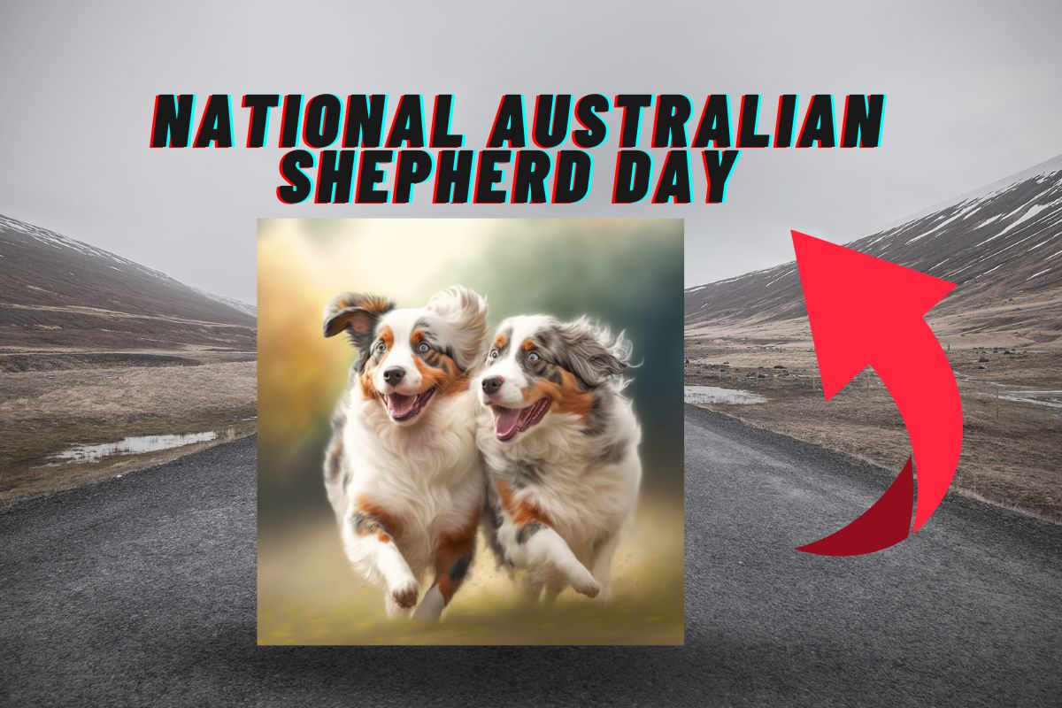 National Australian Shepherd Day 2025 Date, Origin, and Ways to Celebrate